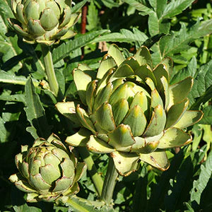 Artichoke