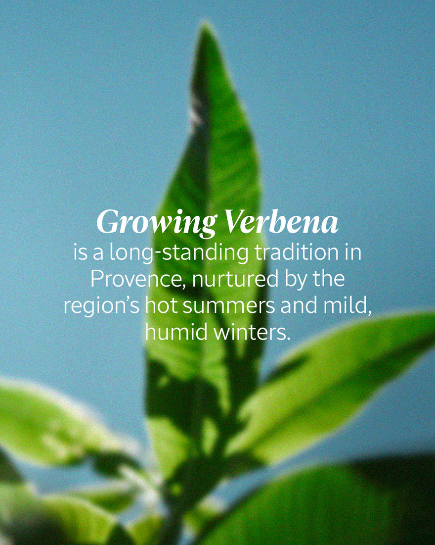Verbena Eau de Toilette