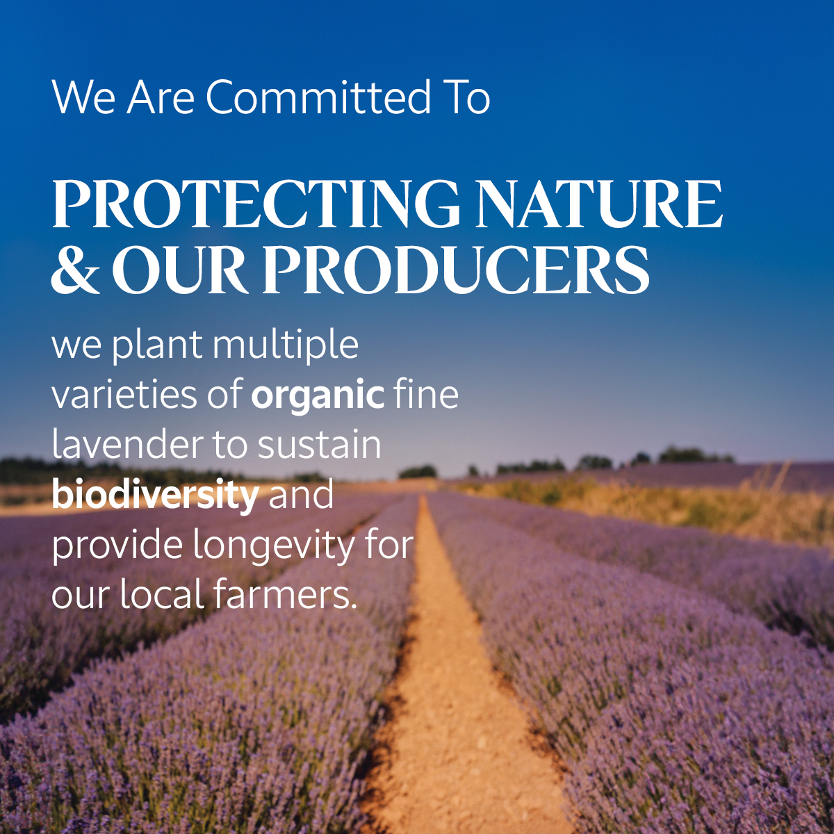 White Lavender Body Lotion  Luxury Size