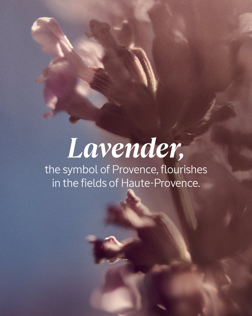 Lavender Hand Cream Travel Size