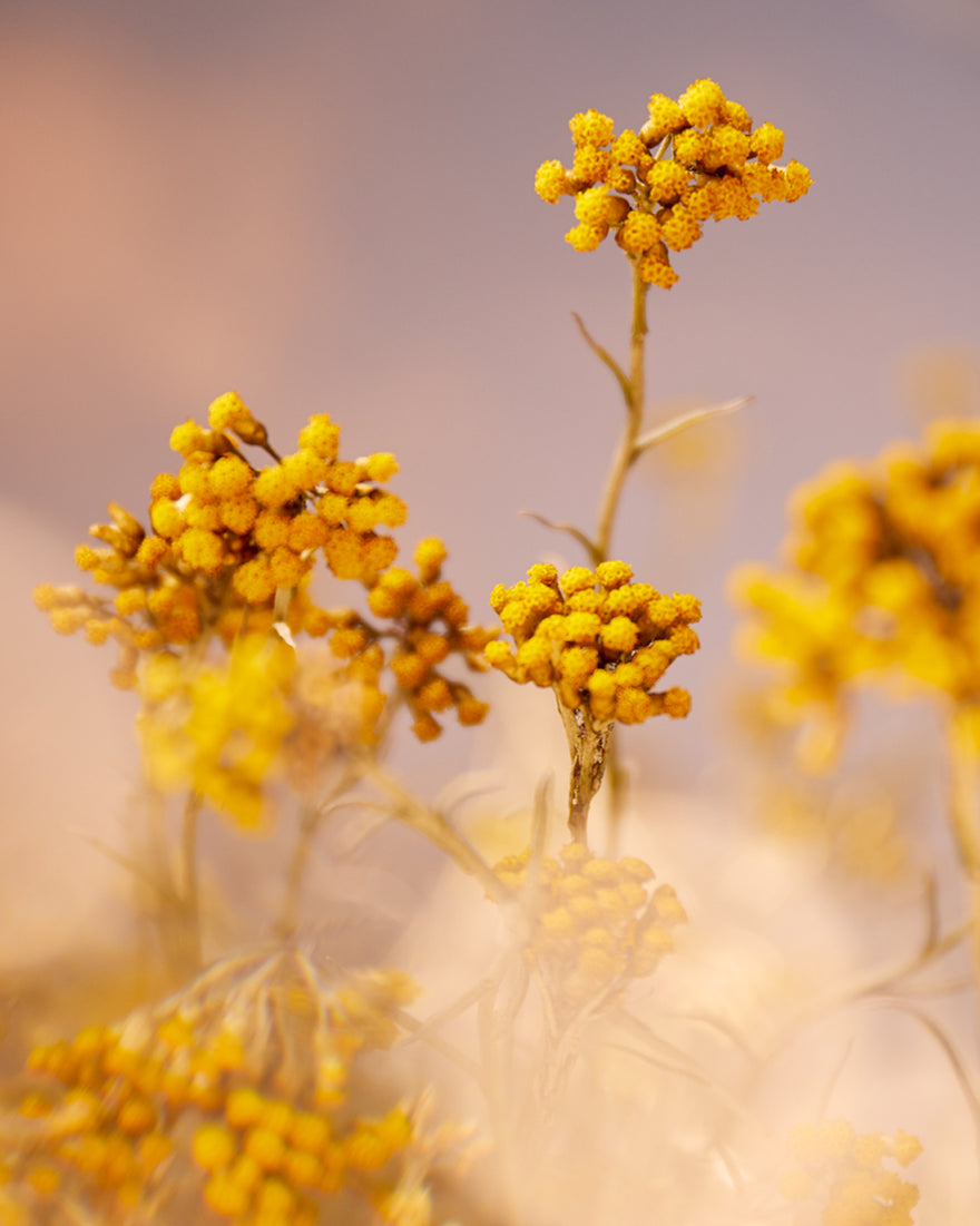 Immortelle Precious Cleansing Foam